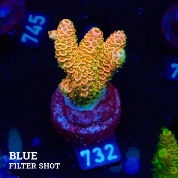 Acropora Millepora 'Orange'