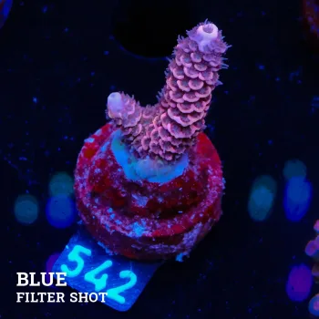 Acropora Millepora 'Pink'