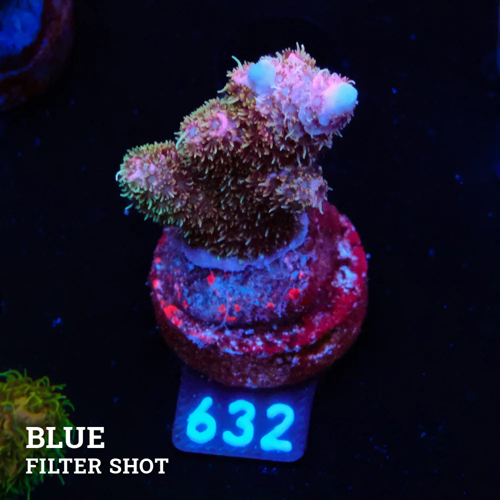 Acropora Millepora 'Pink
