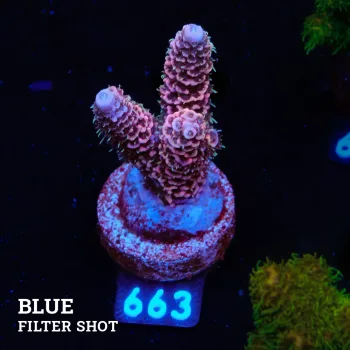 Acropora Millepora 'Pink'