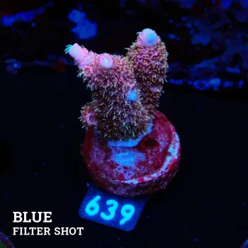 Acropora Millepora 'Pink'