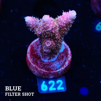 Acropora Millepora 'Pink'