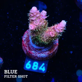 Acropora Millepora 'Pink'