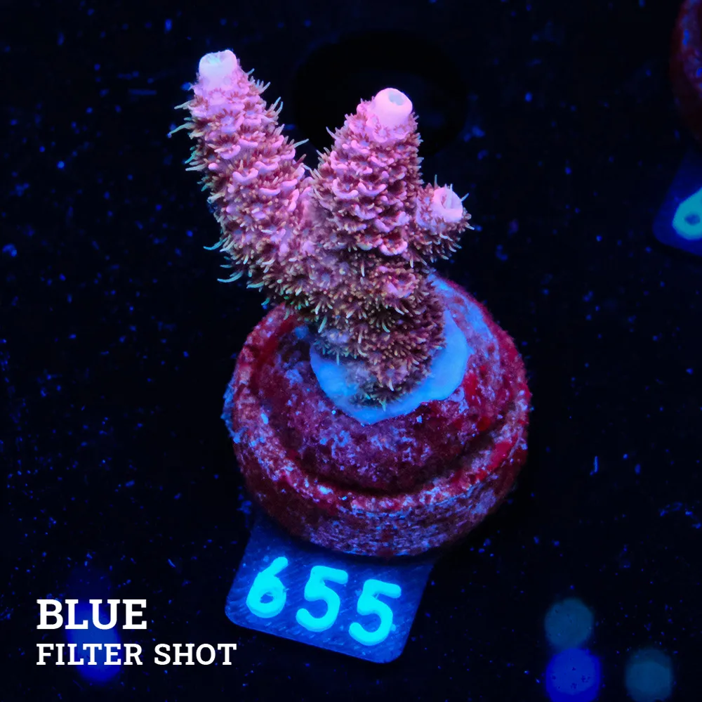 Acropora Millepora 'Pink'