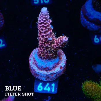 Acropora Millepora 'Pink'