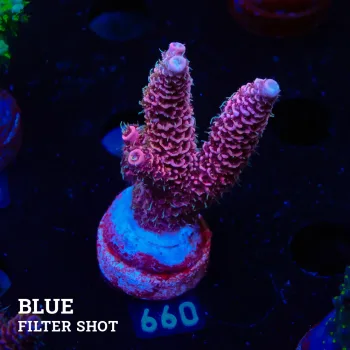 Acropora Millepora 'Pink'