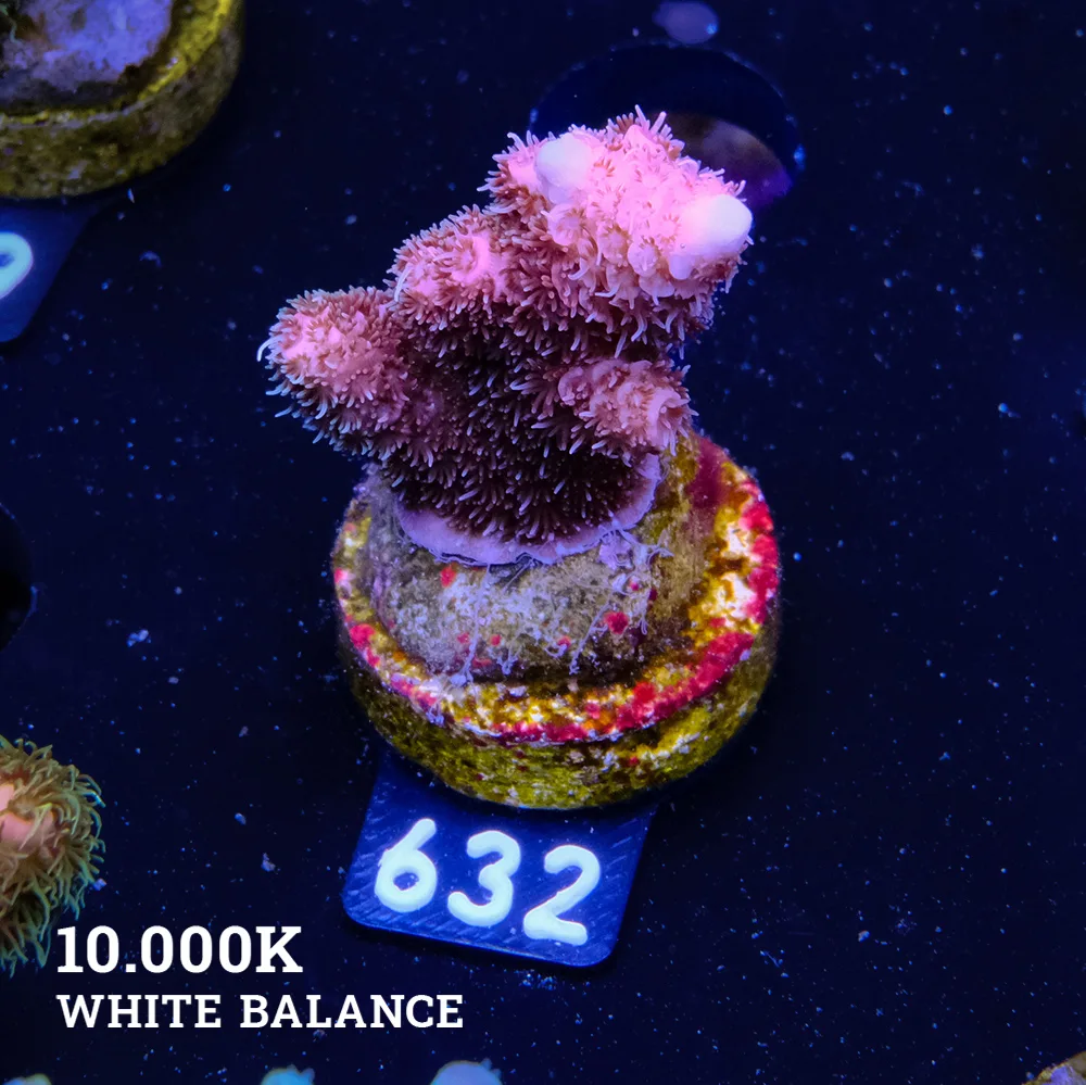 Acropora Millepora 'Pink