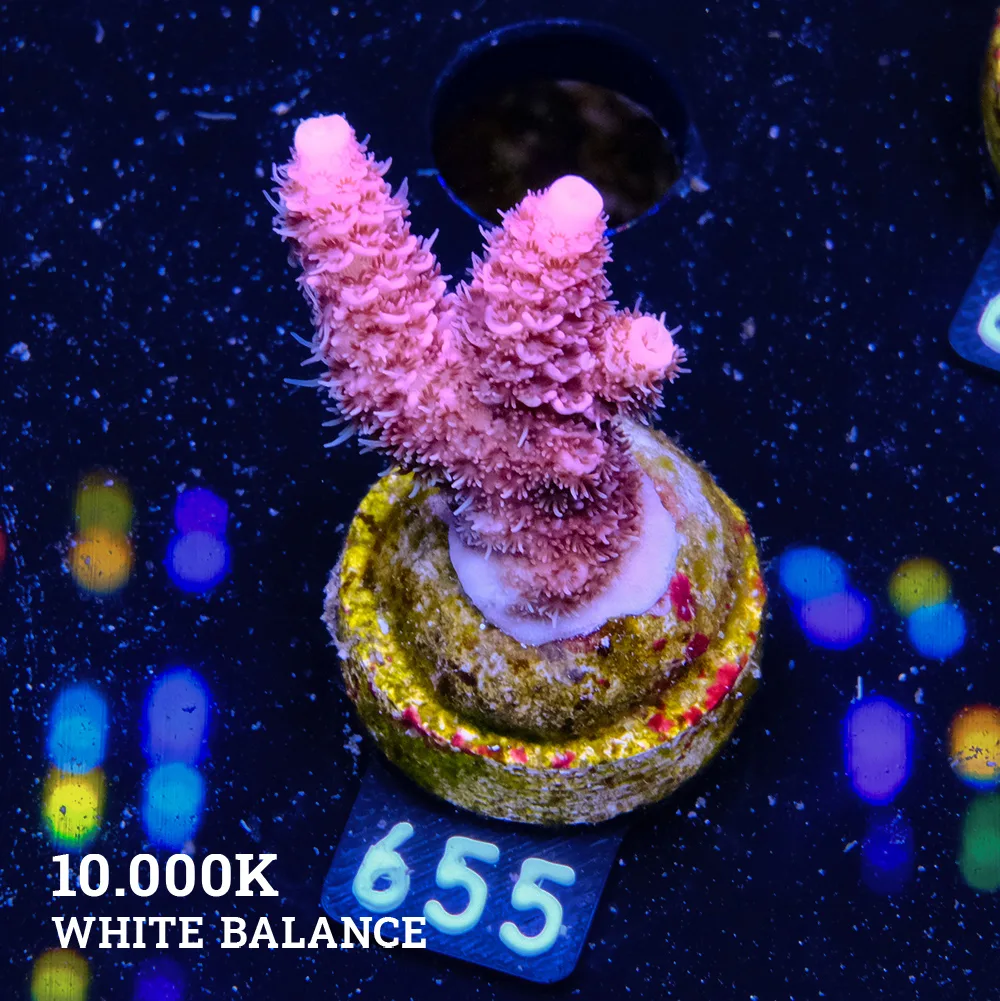 Acropora Millepora 'Pink'