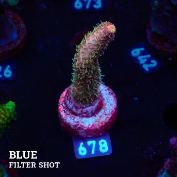 Acropora Millepora 'Pink'