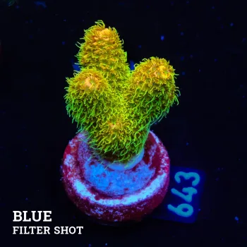 Acropora Millepora 'Sunset'