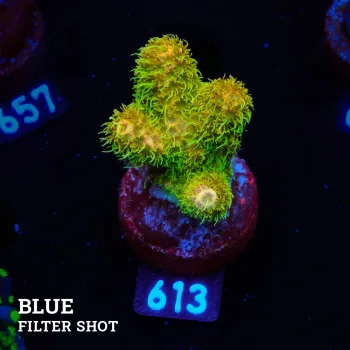 Acropora Millepora 'Sunset'