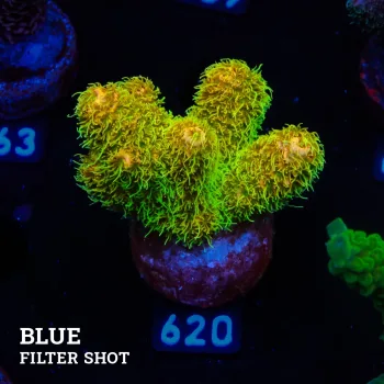 Acropora Millepora 'Sunset'
