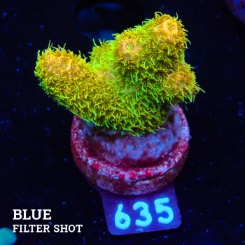 Acropora Millepora 'Sunset'