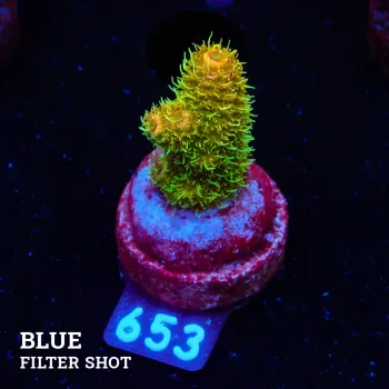 Acropora Millepora 'Sunset'