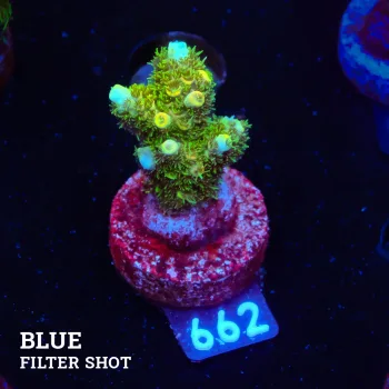 Acropora Millepora 'Sunset'