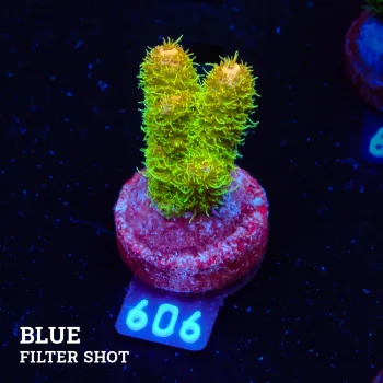 Acropora Millepora 'Sunset'