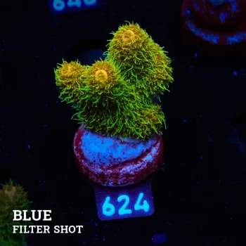 Acropora Millepora 'Sunset'