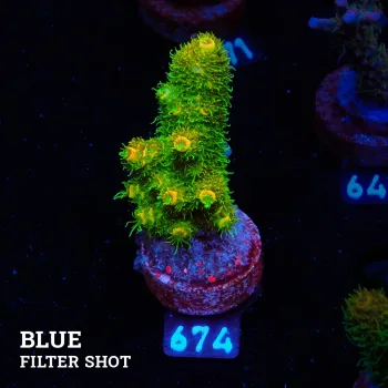 Acropora Millepora 'Sunset'