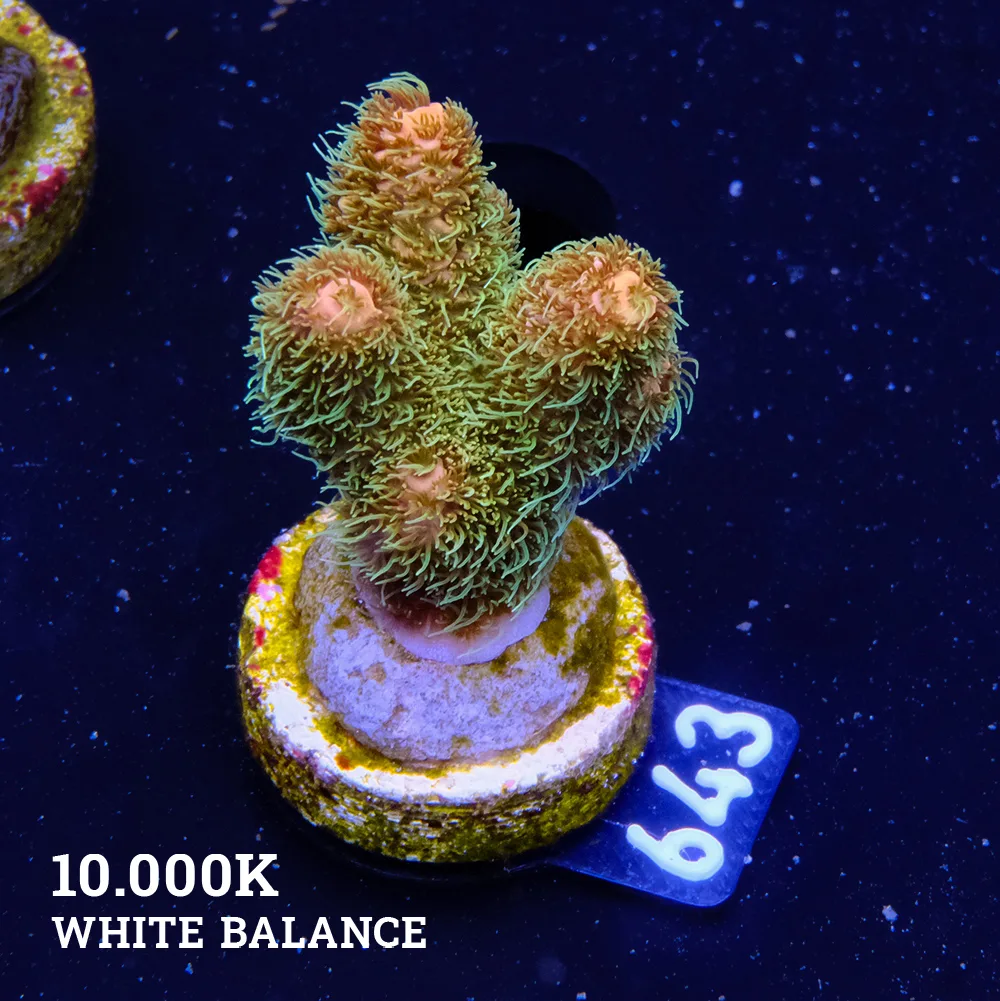 Acropora Millepora 'Sunset'