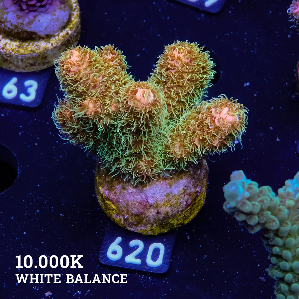 Acropora Millepora 'Sunset'