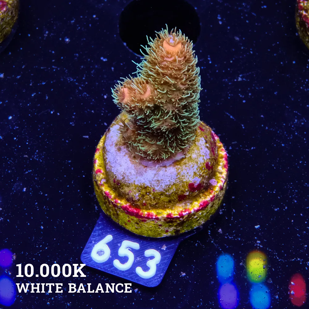 Acropora Millepora 'Sunset'