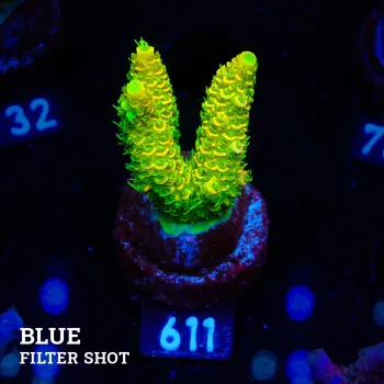 Acropora Millepora 'Sunset'