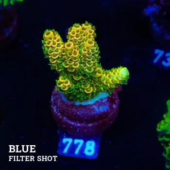 Acropora Millepora 'Sunset'