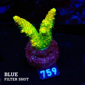 Acropora Millepora 'Sunset'