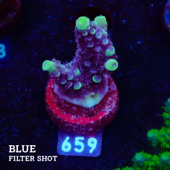 Acropora 'Purple & Green Tips'