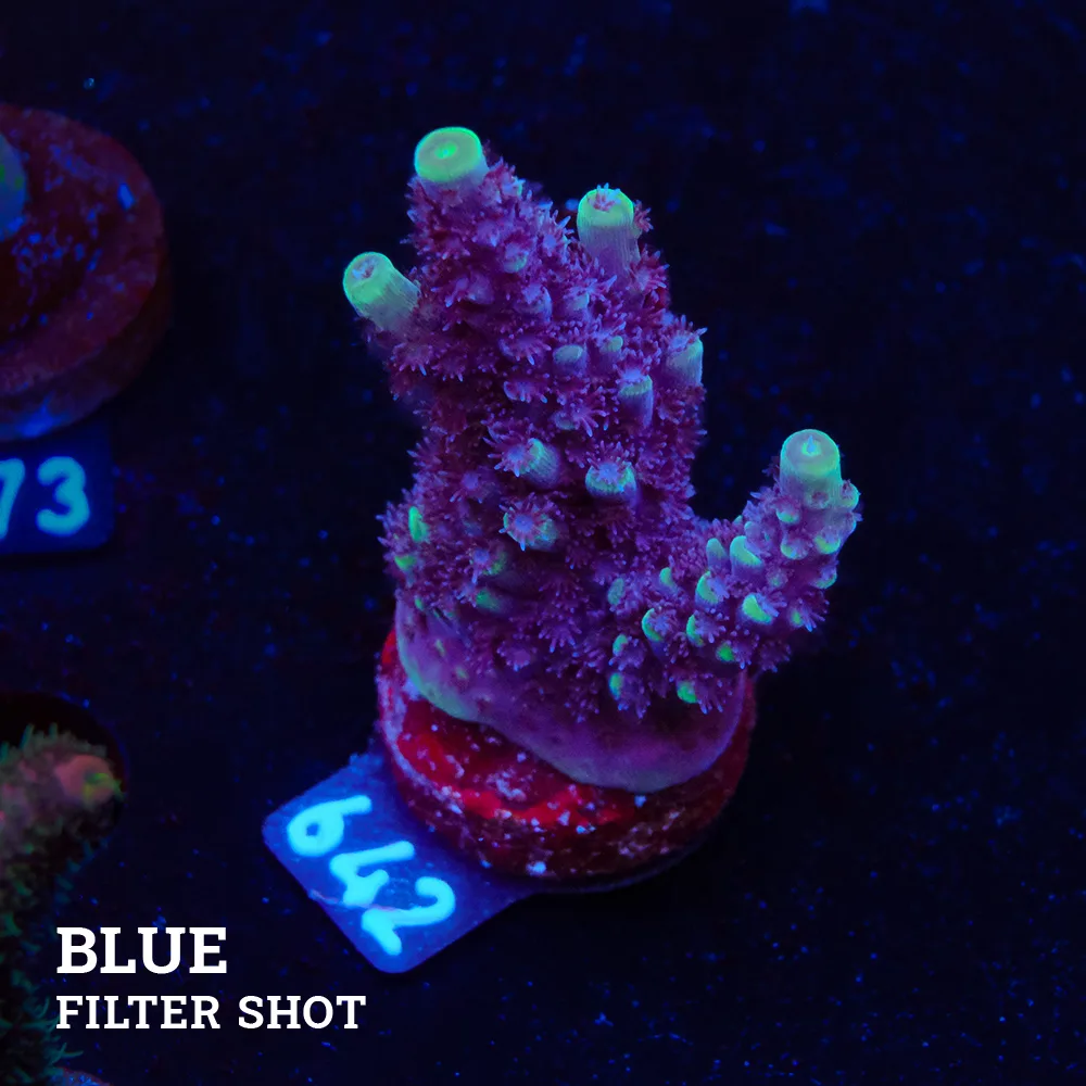 Acropora 'Purple & Green Tips'