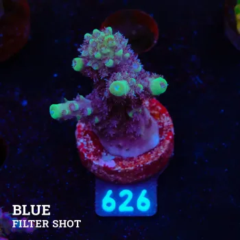 Acropora 'Purple & Green Tips'