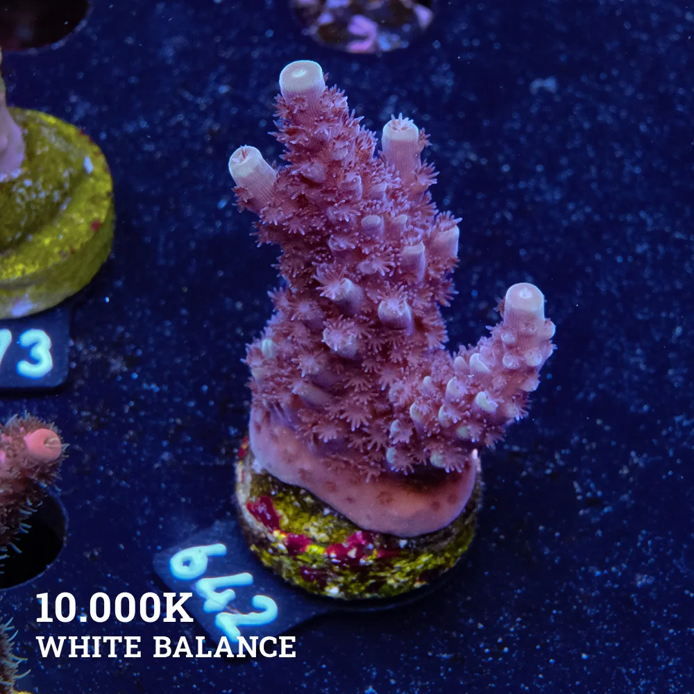 Acropora 'Purple & Green Tips'