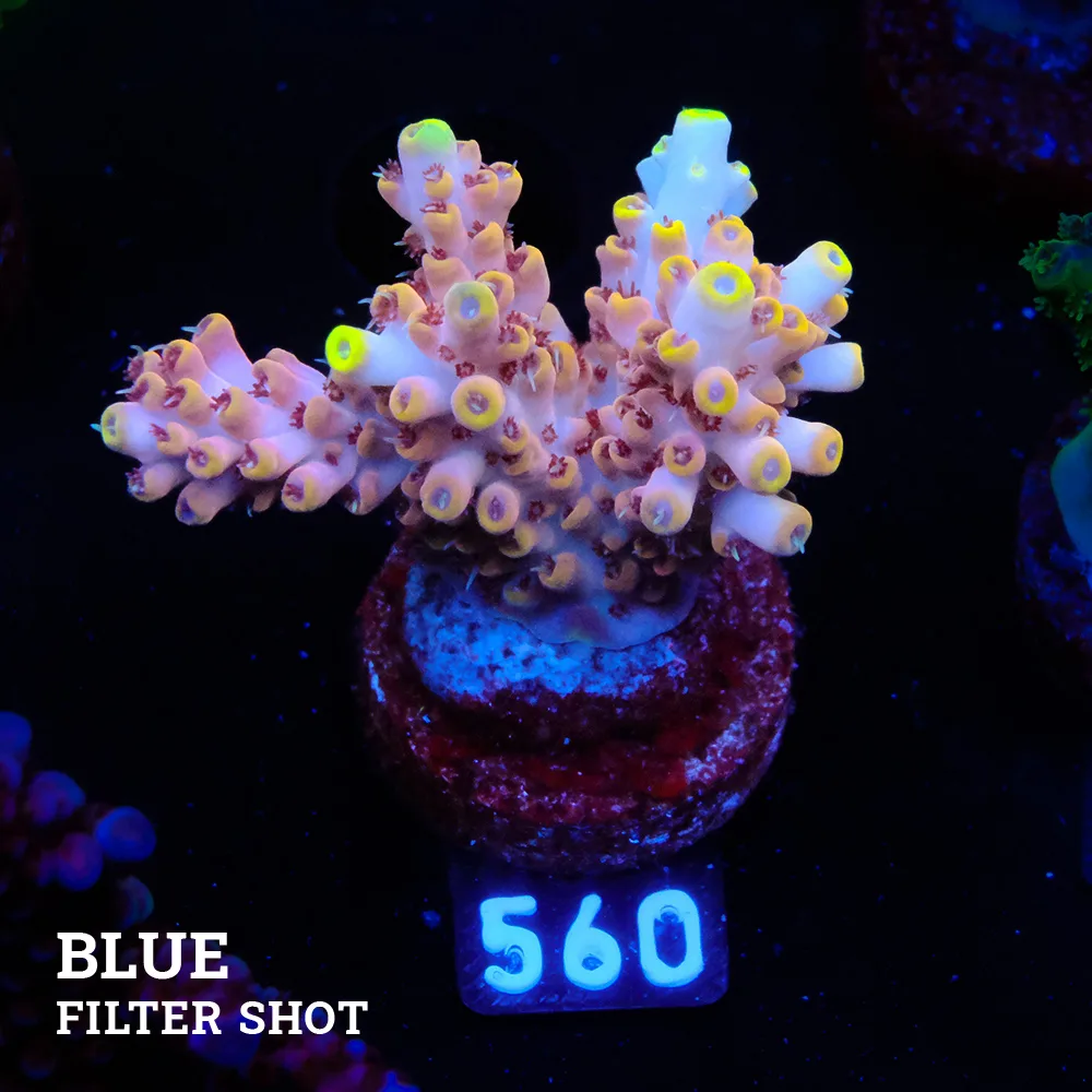 Acropora 'Rose & Yellow' Premium