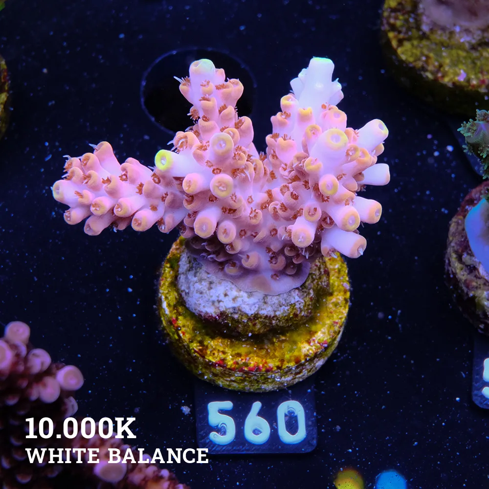 Acropora 'Rose & Yellow' Premium
