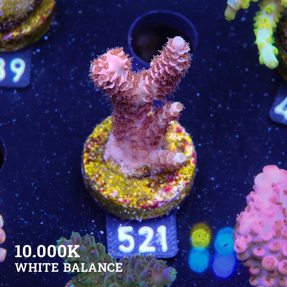 Acropora Selago 'Arco Iris'