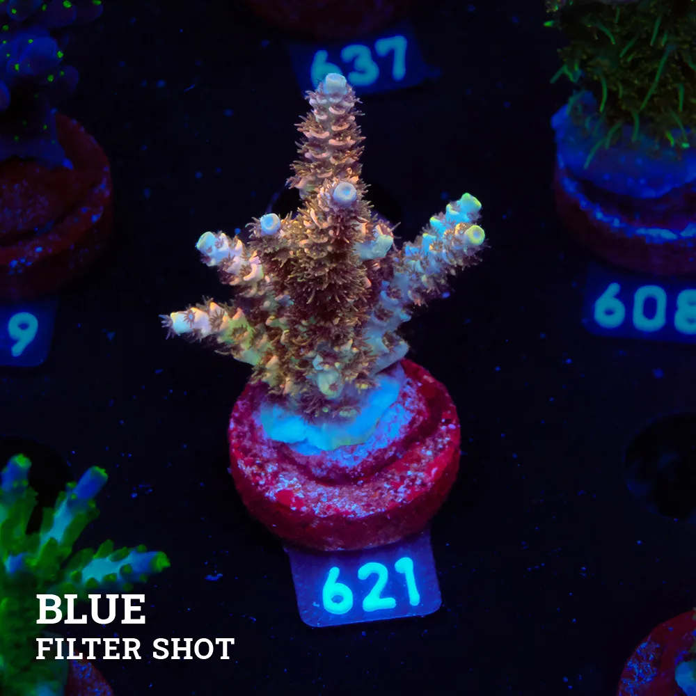 Acropora Selago 'Rainbow'