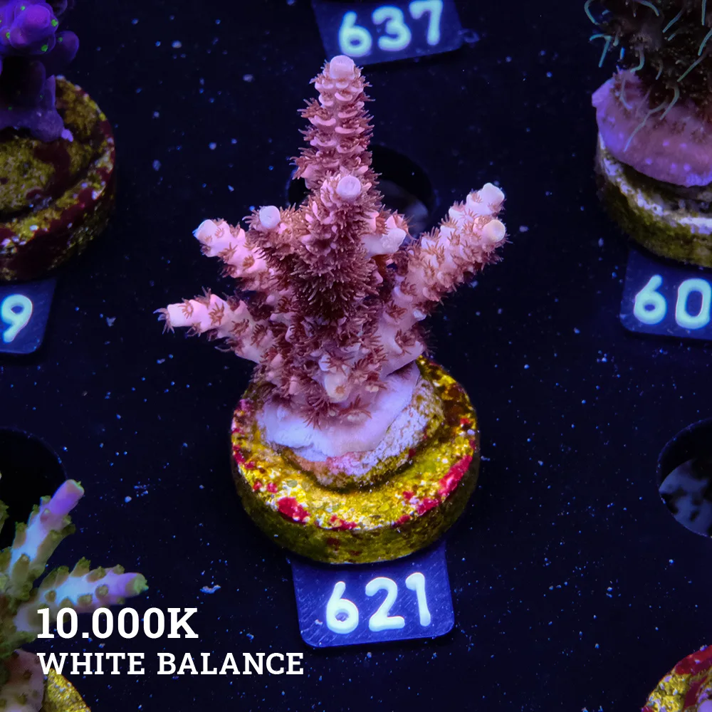 Acropora Selago 'Rainbow'