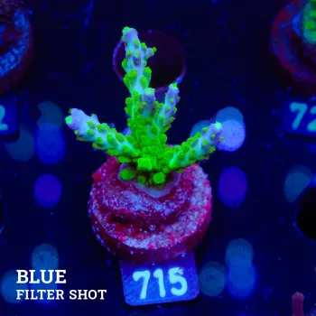 Acropora Subulata