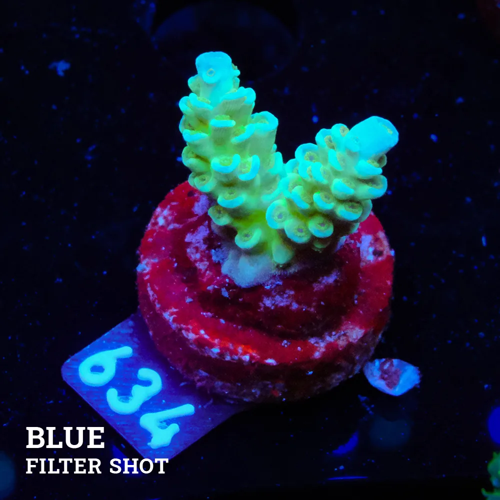 Acropora Tenuis 'Blue'