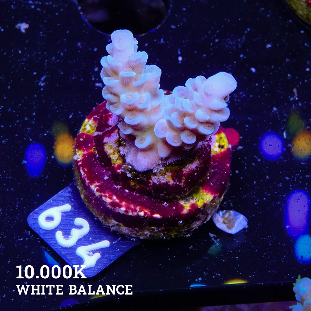 Acropora Tenuis 'Blue'