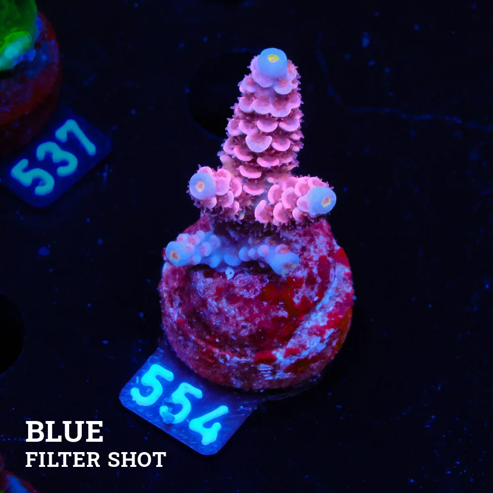 Acropora Tenuis 'Full Purple'