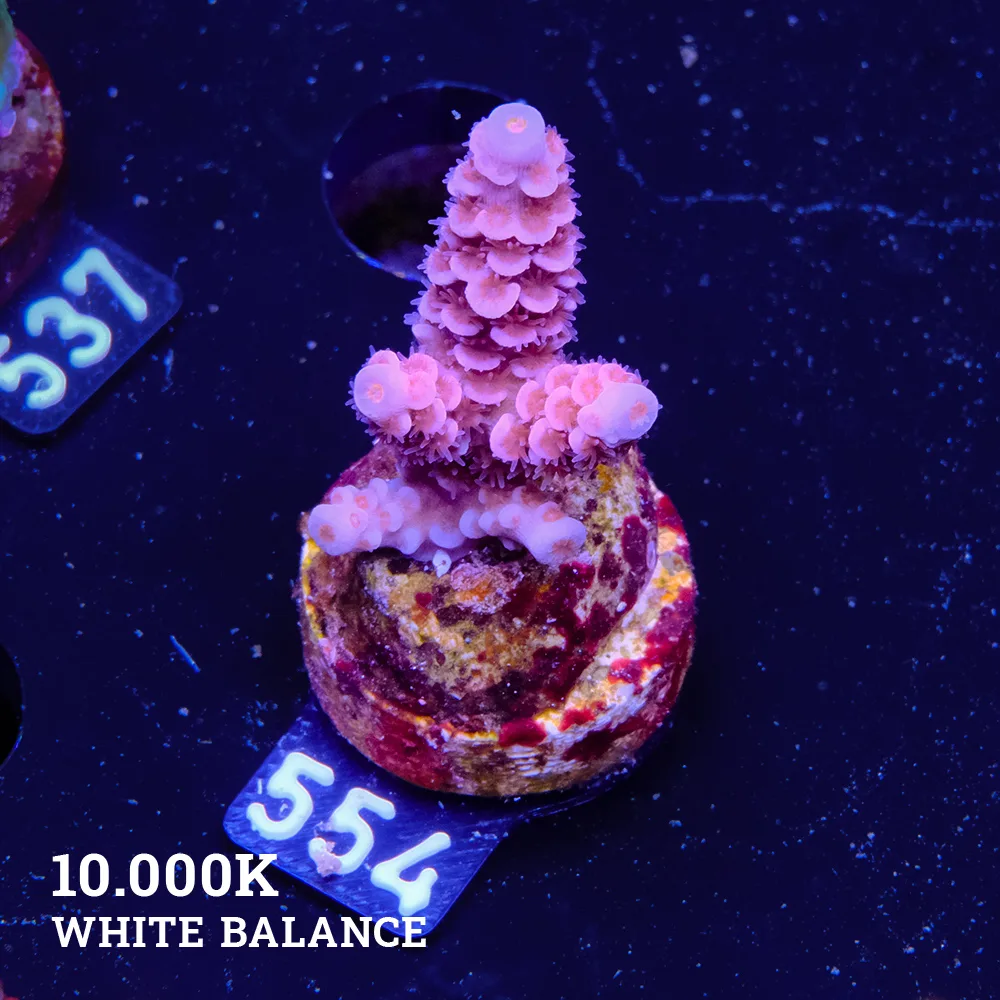 Acropora Tenuis 'Full Purple'