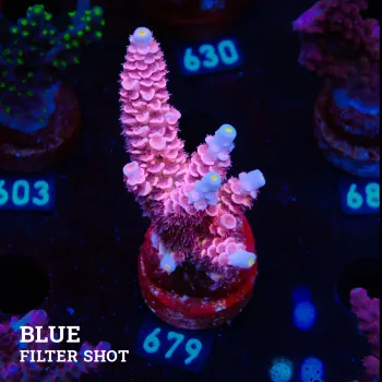 Acropora Tenuis 'Pink Ultra'