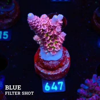 Acropora Tenuis 'Pink Ultra'