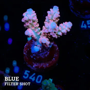 Acropora Tenuis 'Rainbow'