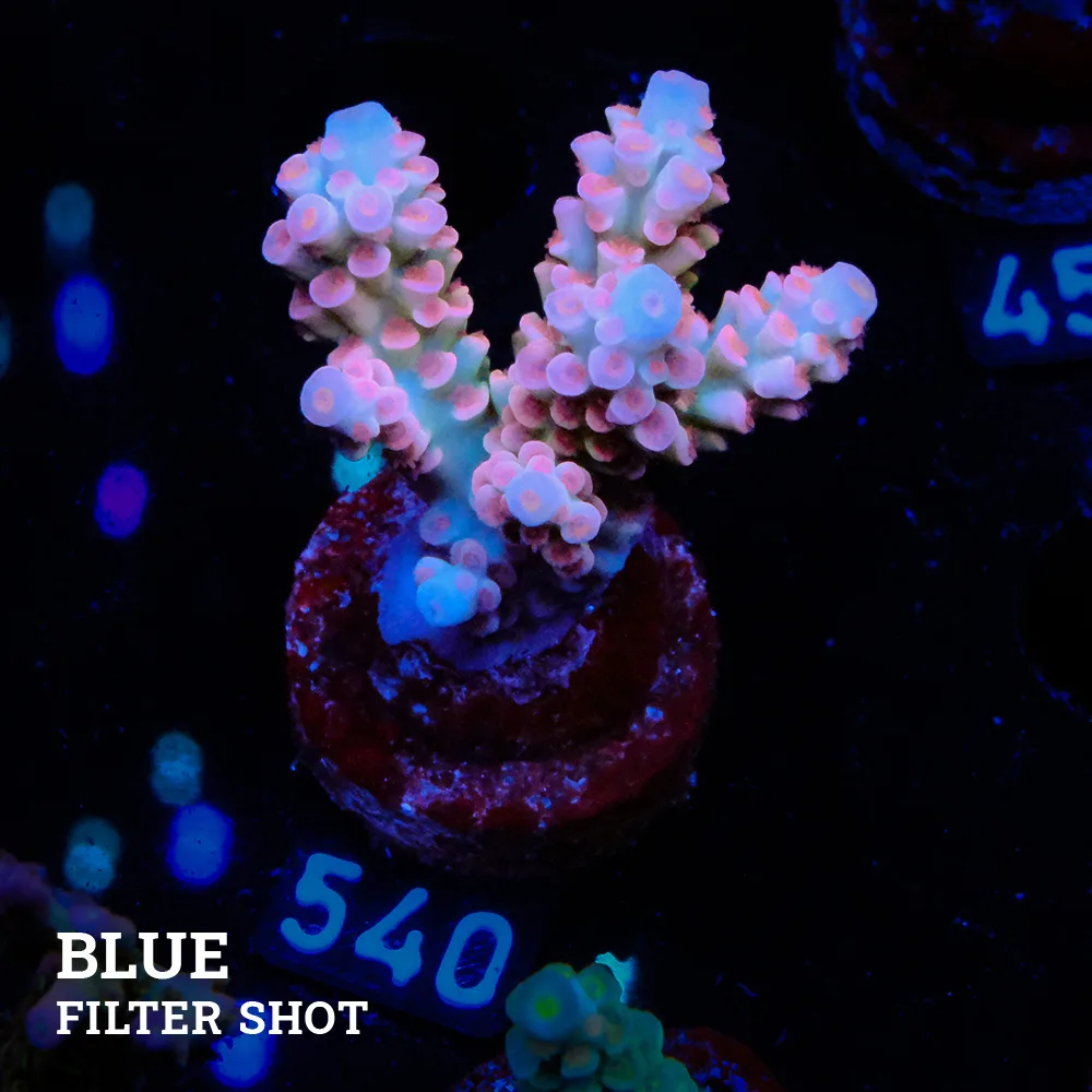 Acropora Tenuis 'Rainbow'