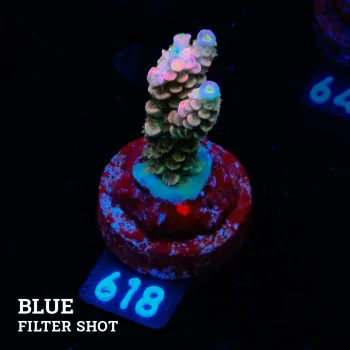 Acropora Tenuis 'Rainbow'