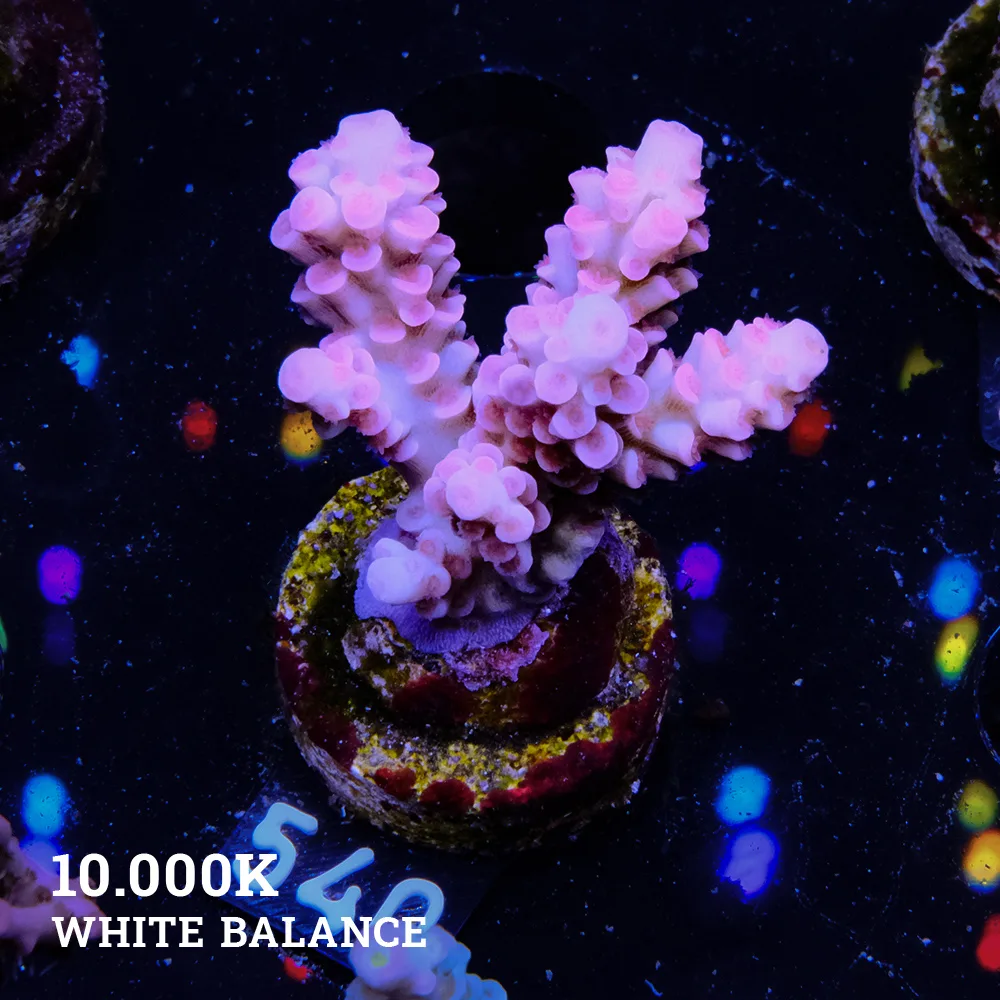 Acropora Tenuis 'Rainbow'