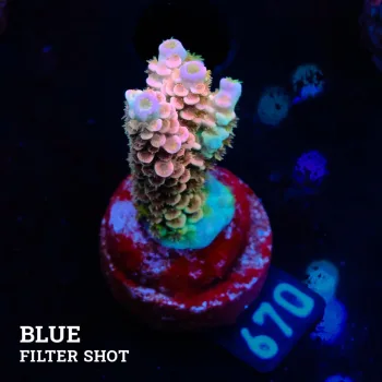 Acropora Tenuis 'Rainbow'