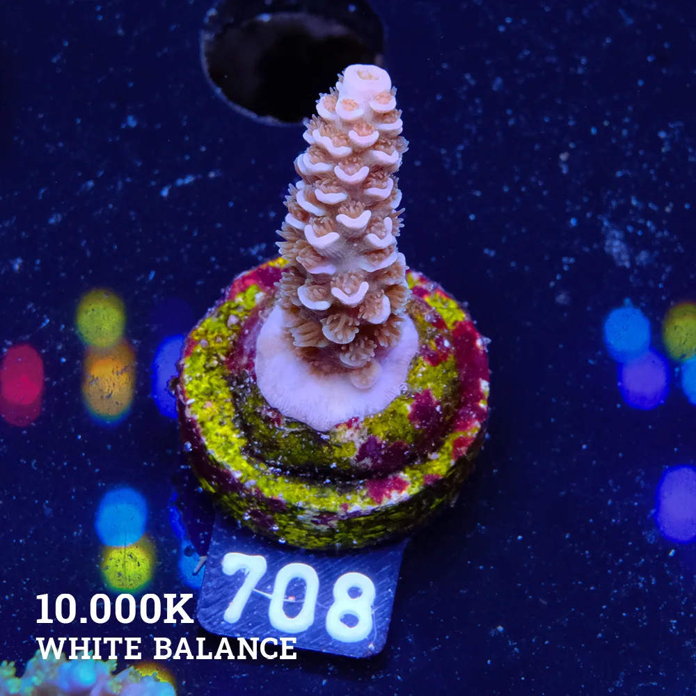 Acropora Tenuis 'Rainbow'